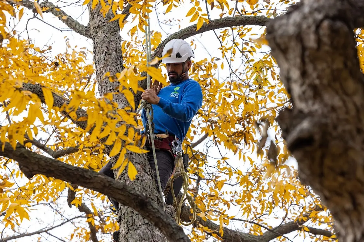 Skilled Dead Tree Removal crew working in Purcell